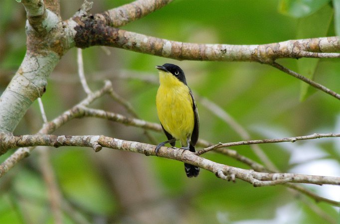 Photo (3): Common Tody-Flycatcher