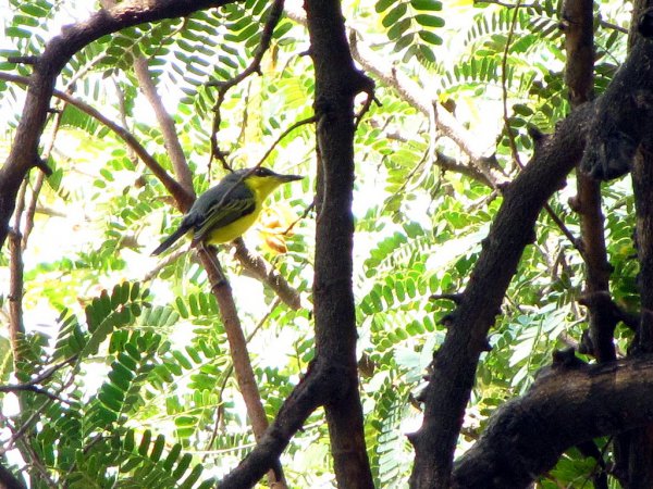 Photo (16): Common Tody-Flycatcher