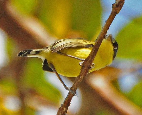 Photo (6): Common Tody-Flycatcher