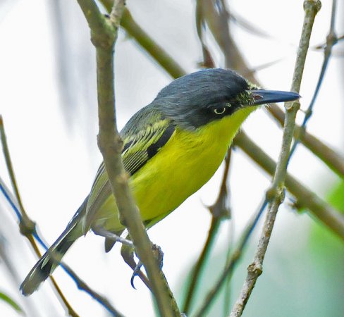 Photo (5): Common Tody-Flycatcher