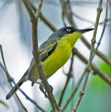 Photo (4): Common Tody-Flycatcher