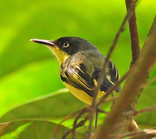 Photo (10): Common Tody-Flycatcher