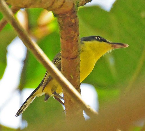 Photo (18): Common Tody-Flycatcher
