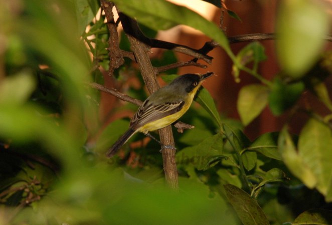Photo (20): Common Tody-Flycatcher