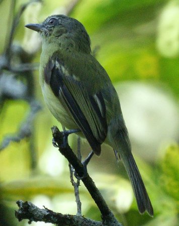 Photo (3): Yellow-olive Flycatcher