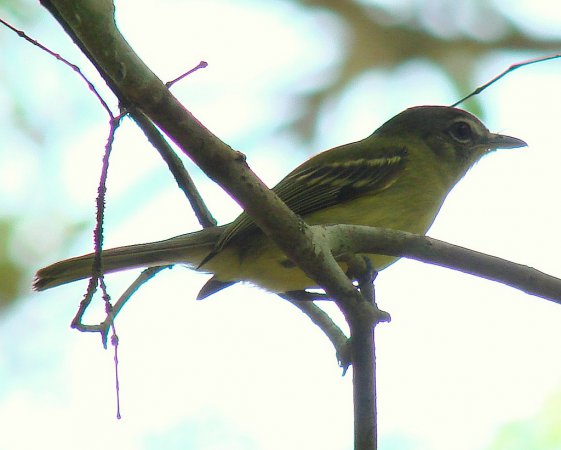 Photo (7): Yellow-olive Flycatcher