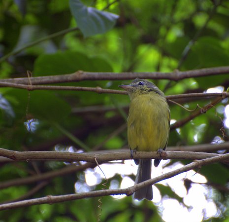 Photo (10): Yellow-olive Flycatcher
