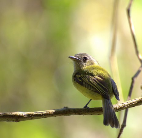 Photo (19): Yellow-olive Flycatcher