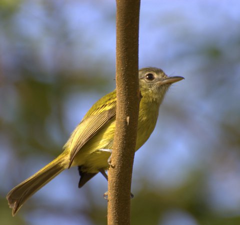 Photo (8): Yellow-olive Flycatcher