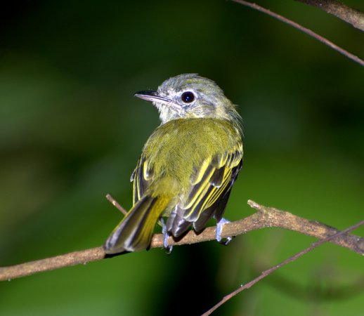 Photo (15): Yellow-olive Flycatcher