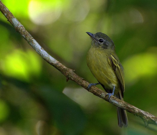 Photo (16): Yellow-olive Flycatcher