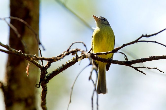 Photo (13): Yellow-olive Flycatcher