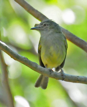 Photo (9): Yellow-olive Flycatcher