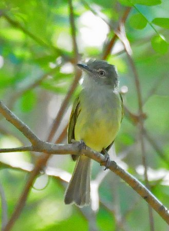 Photo (6): Yellow-olive Flycatcher