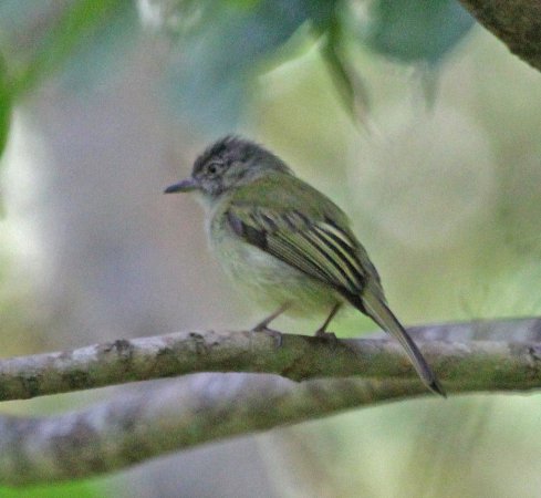 Photo (17): Yellow-olive Flycatcher