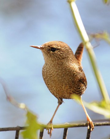 Photo (15): House Wren