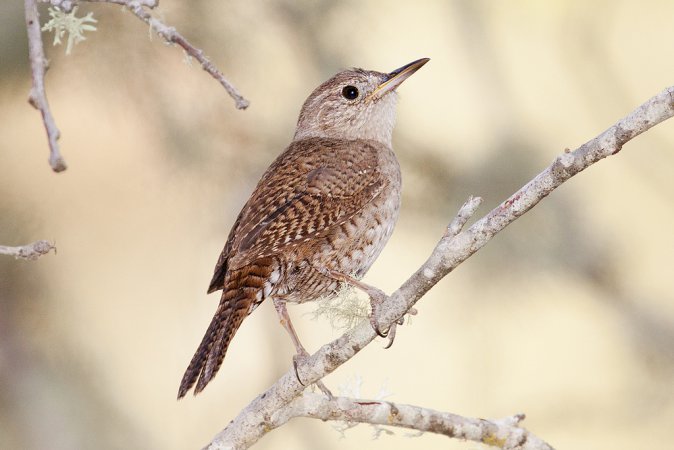 Photo (1): House Wren