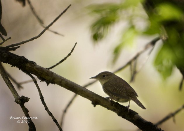 Photo (25): House Wren