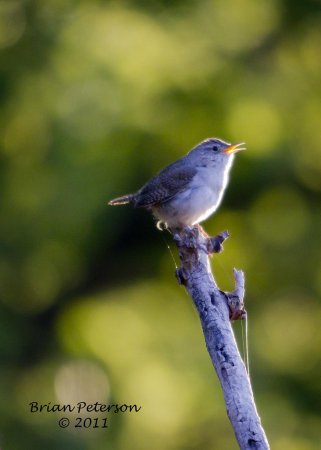 Photo (28): House Wren