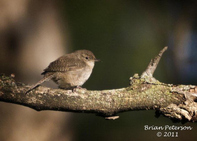 Photo (8): House Wren