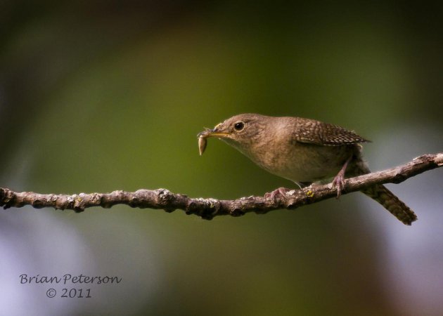 Photo (9): House Wren