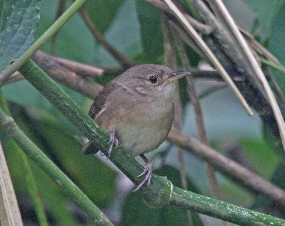 Photo (26): House Wren