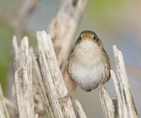 Photo (7): House Wren