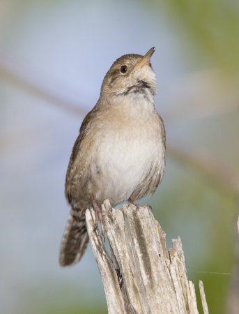 Photo (19): House Wren