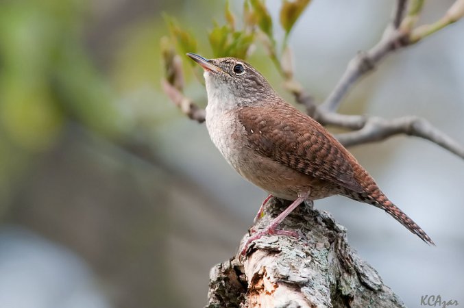 Photo (10): House Wren