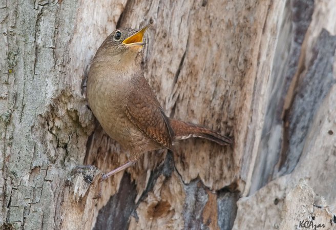 Photo (11): House Wren