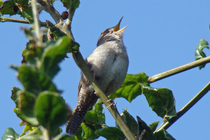 Photo (27): House Wren