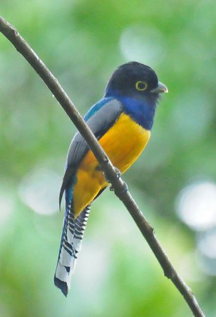 Photo (2): Gartered Trogon