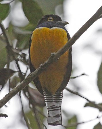 Photo (4): Gartered Trogon