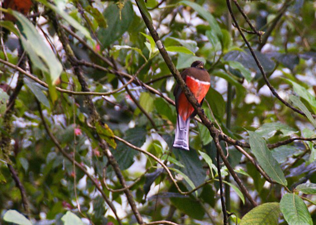 Photo (7): Collared Trogon