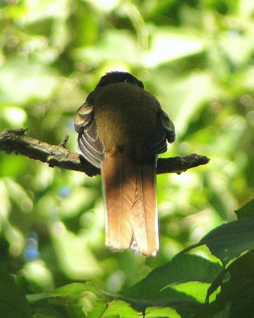 Photo (14): Collared Trogon