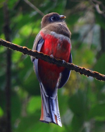 Photo (4): Collared Trogon