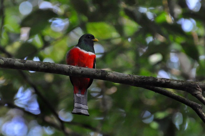 Photo (3): Collared Trogon