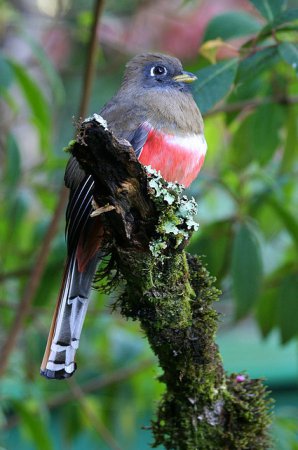 Photo (6): Collared Trogon