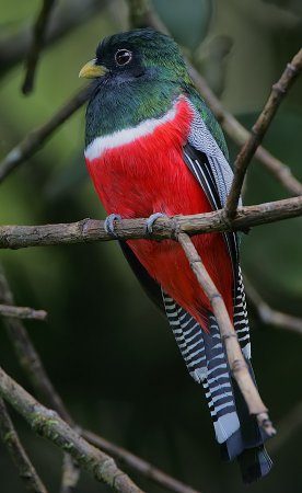 Photo (1): Collared Trogon
