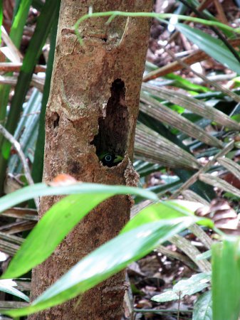 Photo (17): Collared Trogon