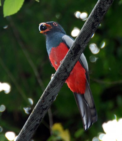 Photo (13): Slaty-tailed Trogon