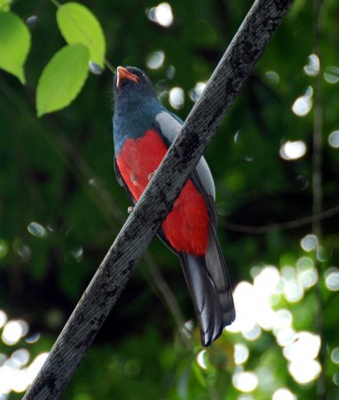 Photo (12): Slaty-tailed Trogon
