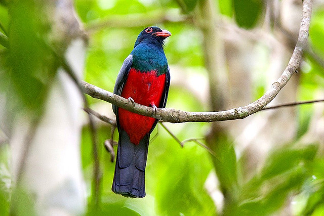 Photo (8): Slaty-tailed Trogon