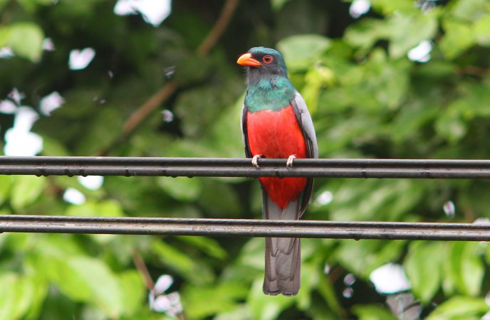 Photo (5): Slaty-tailed Trogon