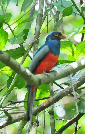 Photo (10): Slaty-tailed Trogon