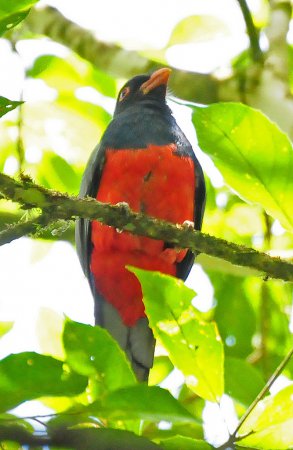 Photo (11): Slaty-tailed Trogon