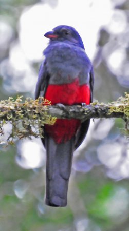 Photo (7): Slaty-tailed Trogon