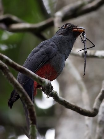 Photo (2): Slaty-tailed Trogon