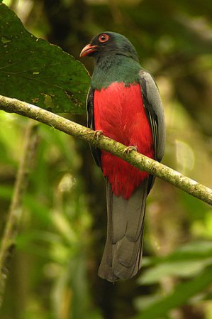 Photo (6): Slaty-tailed Trogon