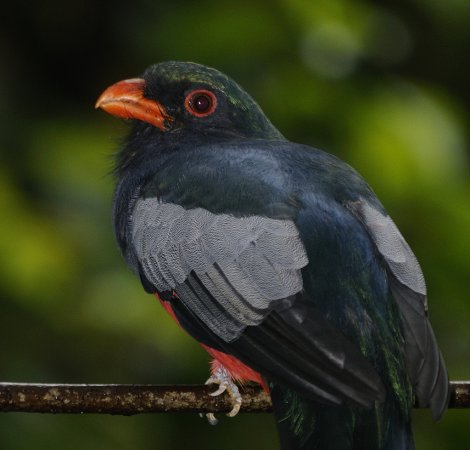 Photo (3): Slaty-tailed Trogon